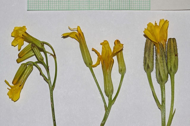 Crepis acuminata (Crepis acuminata)