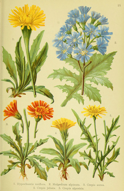 Crépide alpestre (Crepis alpestris)