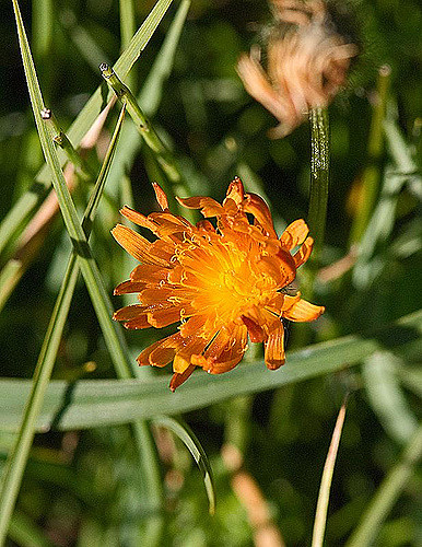 Crépide dorée