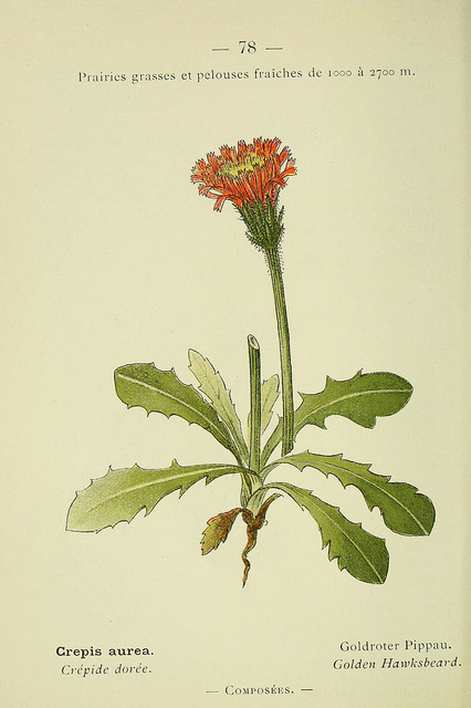 Crépide dorée