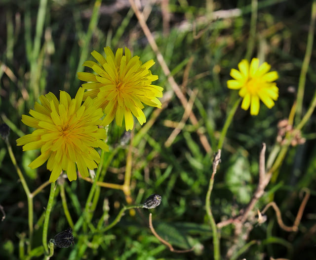 Crépide bisannuelle (Crepis biennis)