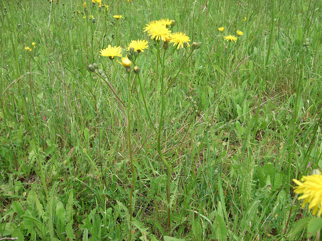 Crépide bisannuelle