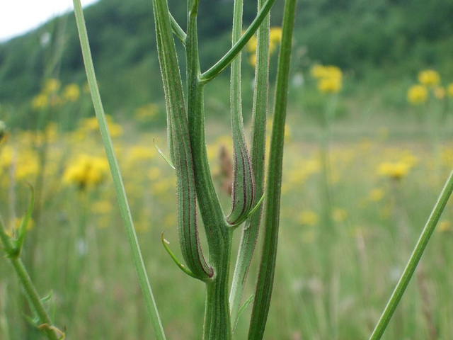 Crépide bisannuelle