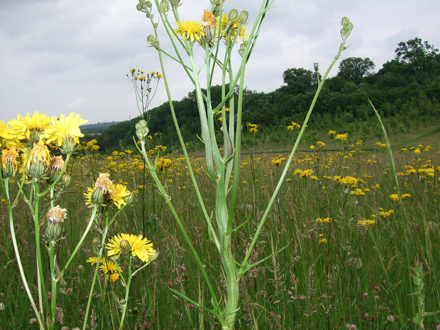 Crépide bisannuelle