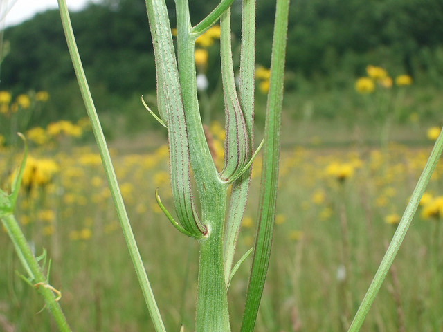 Crépide bisannuelle
