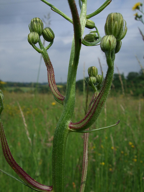 Crépide bisannuelle