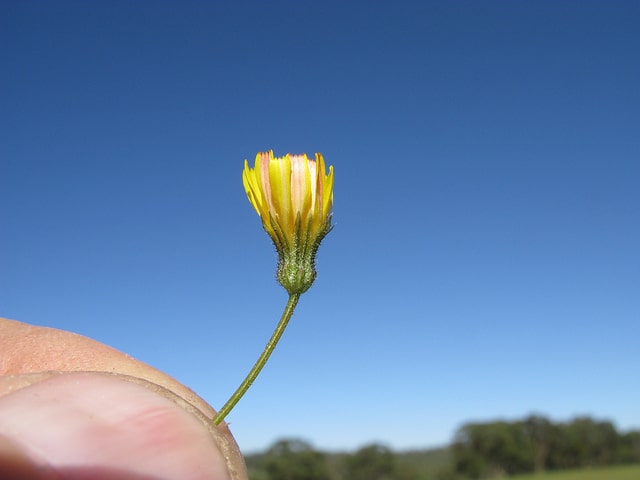 Crépide capillaire (Crepis capillaris)