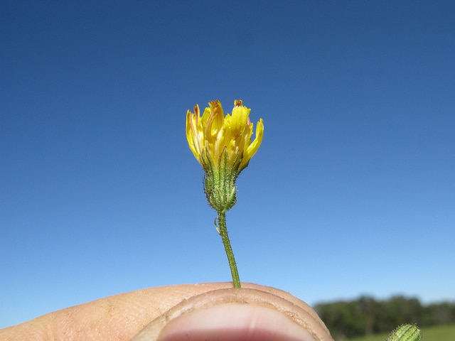 Crépide capillaire