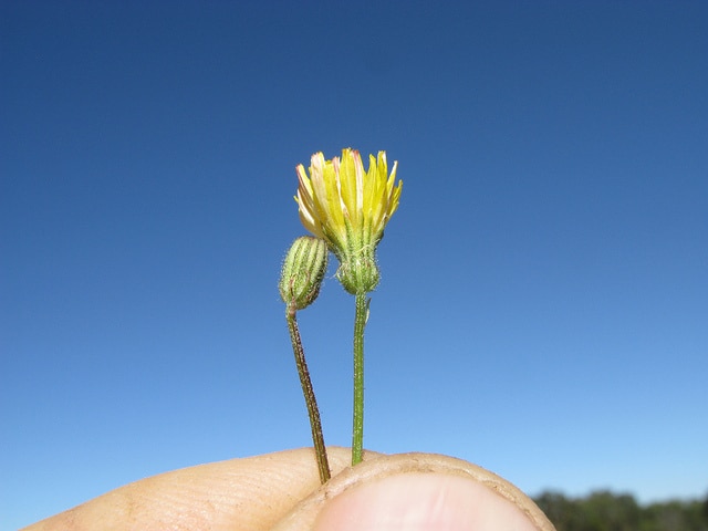 Crépide capillaire