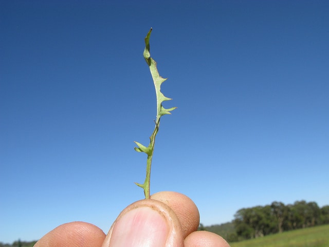 Crépide capillaire