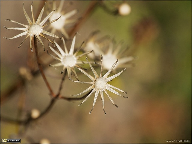 Crépide capillaire