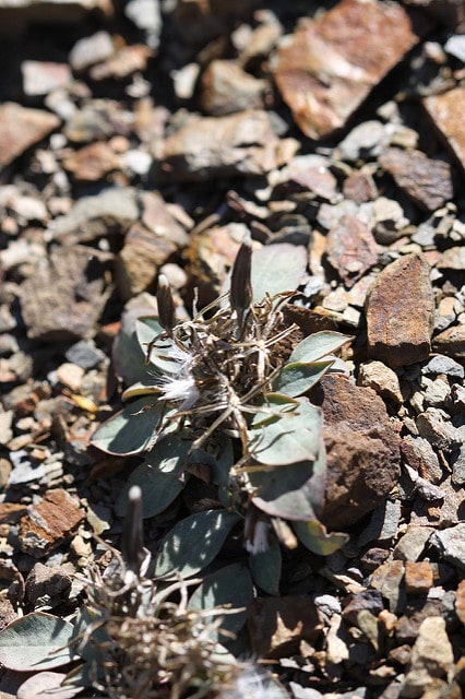 Askellia pygmaea