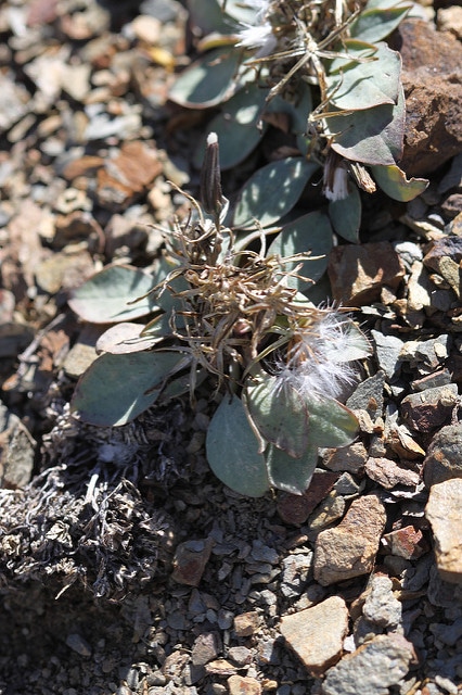 Askellia pygmaea