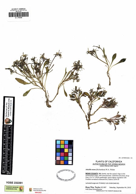 Askellia pygmaea