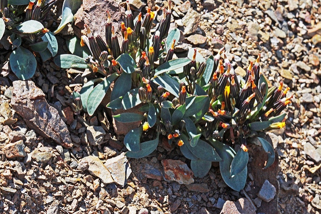 Askellia pygmaea