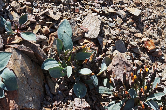 Askellia pygmaea