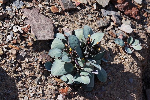 Askellia pygmaea (Crepis nana)