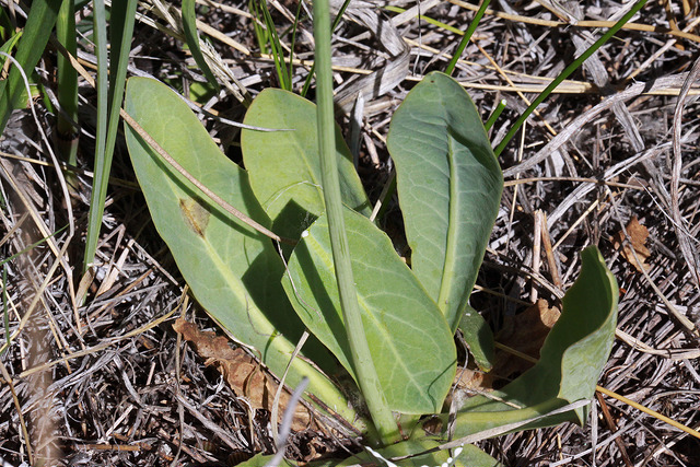 Crepis runcinata