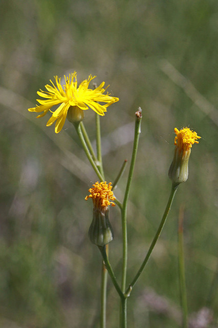 Crepis runcinata
