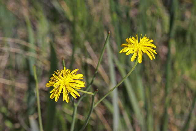 Crepis runcinata