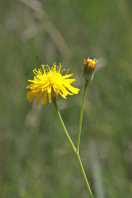 Crepis runcinata