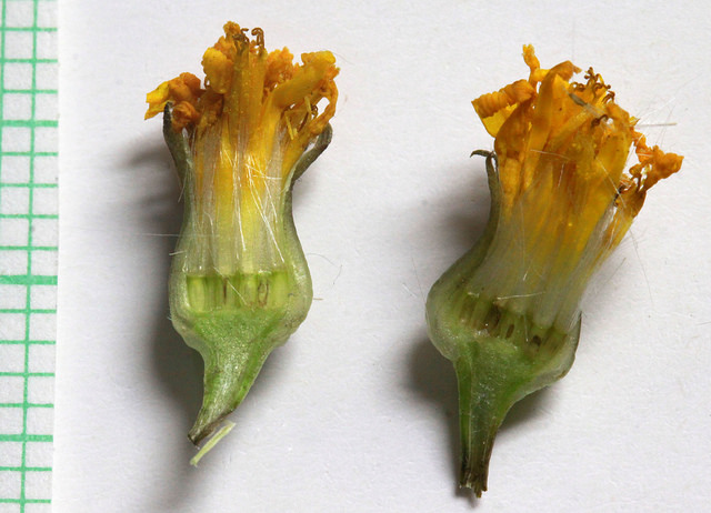 Crepis runcinata