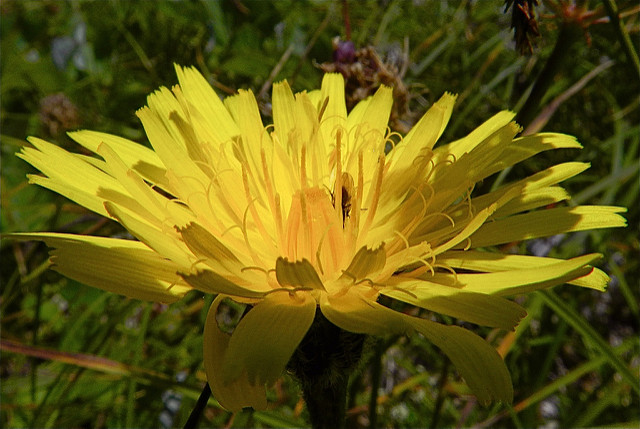 Crepis runcinata (Crepis runcinata)