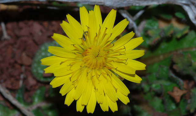 Crépide de nimes (Crepis sancta)