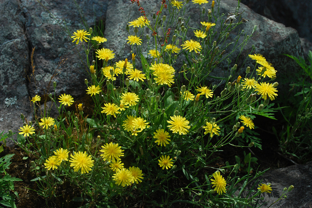 Crépide des toits (Crepis tectorum)