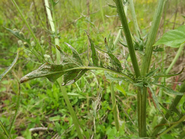 Crépide à vésicules (Crepis vesicaria)