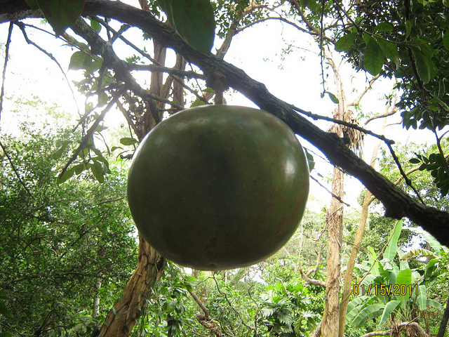 Calebassier (Crescentia cujete)
