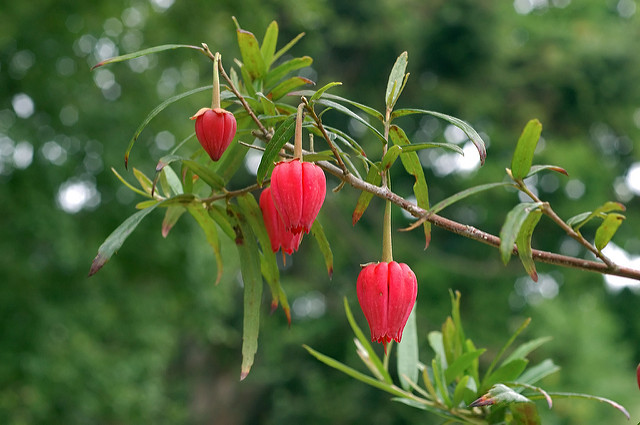 Arbre aux lanternes du chili (Crinodendron hookerianum)