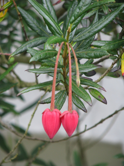 Arbre aux lanternes du chili