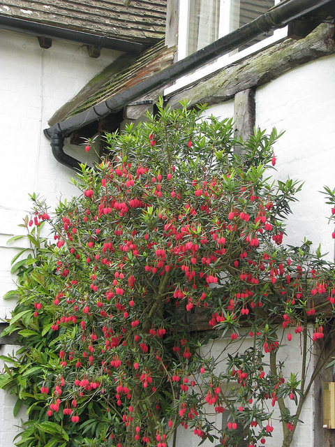 Arbre aux lanternes du chili