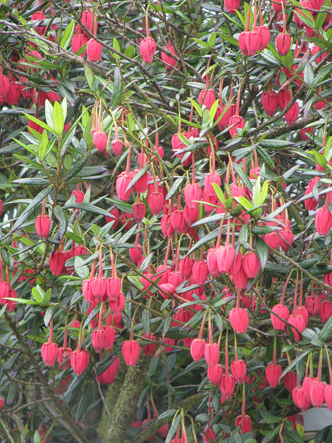 Arbre aux lanternes du chili