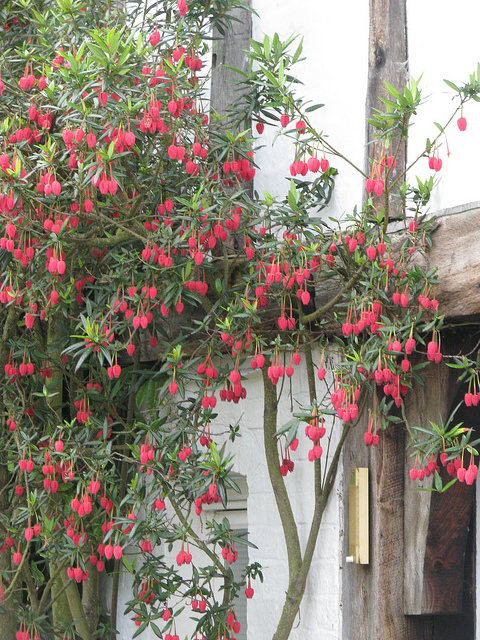 Arbre aux lanternes du chili