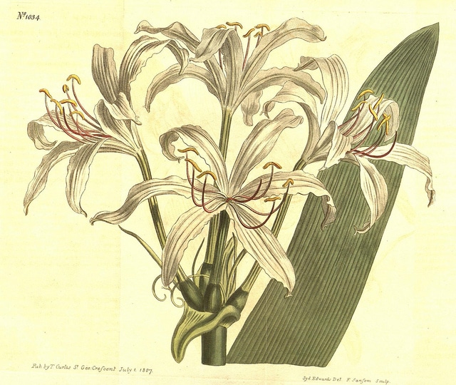 Crinum americanum