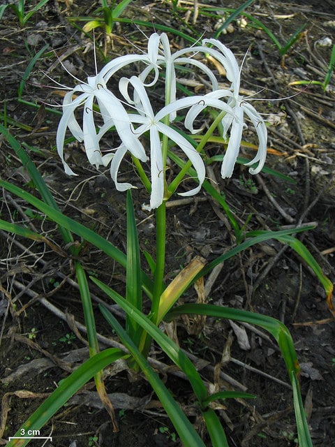 Crinum americanum
