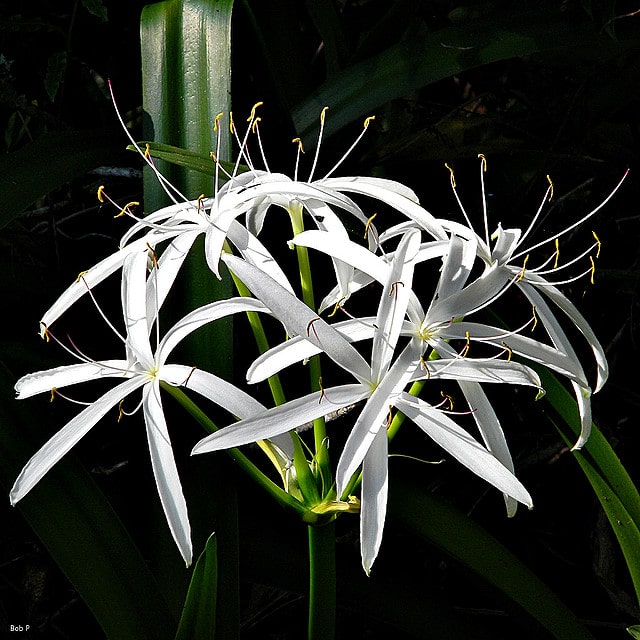 Crinum americanum
