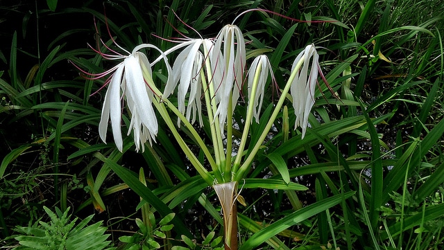 Crinum americanum