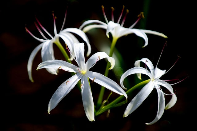 Crinum americanum (Crinum americanum)