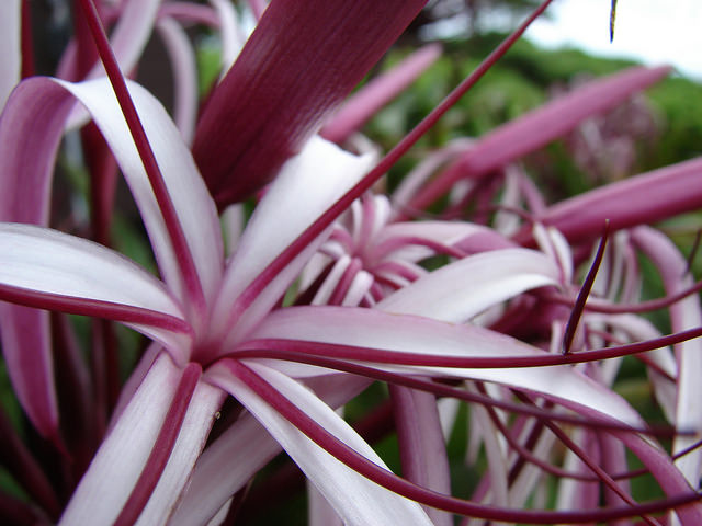 Crinum asiatique