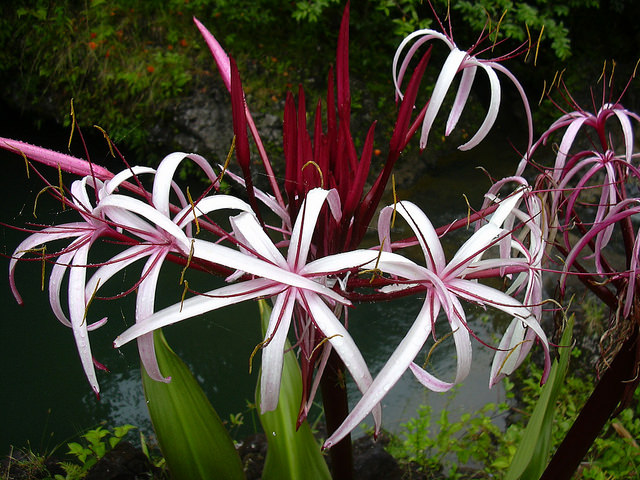 Crinum asiatique