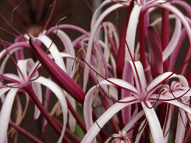 Crinum asiatique
