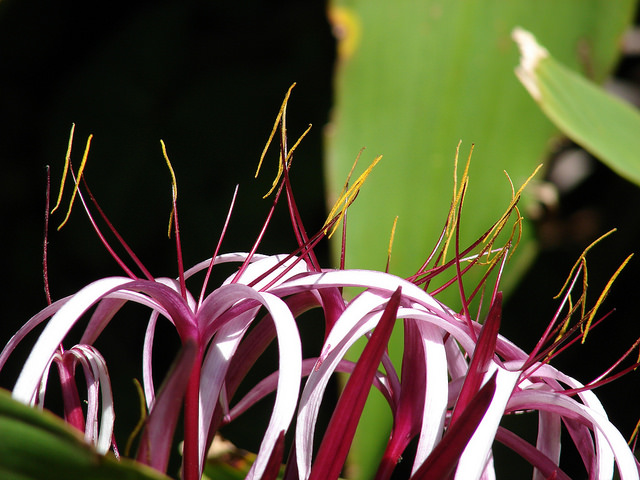 Crinum asiatique
