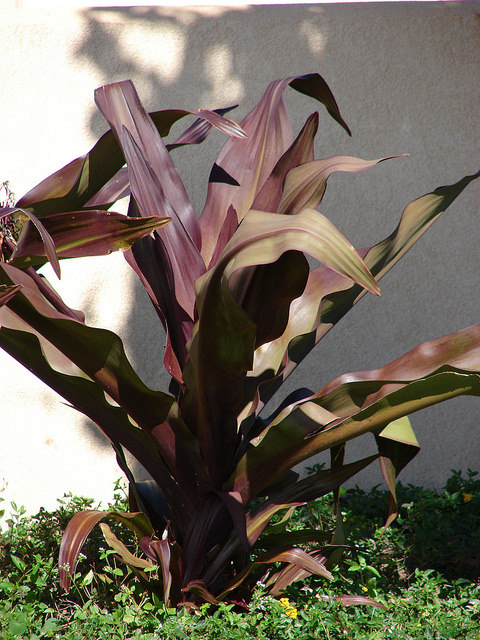 Crinum asiatique