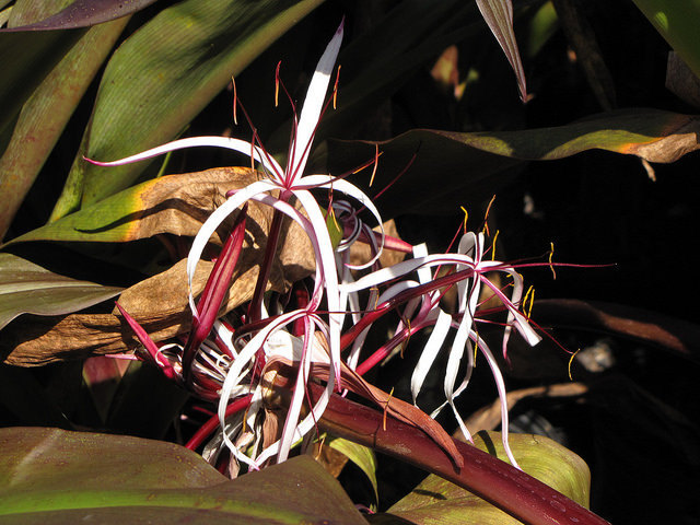 Crinum asiatique (Crinum asiaticum)