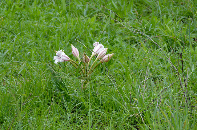 Crinum bulbispermum (Crinum bulbispermum)
