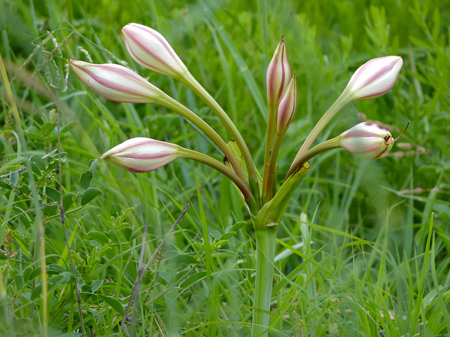 Crinum bulbispermum