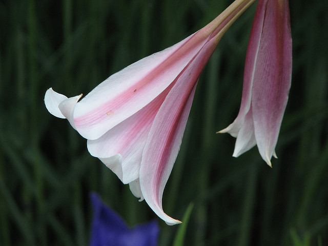 Crinum bulbispermum